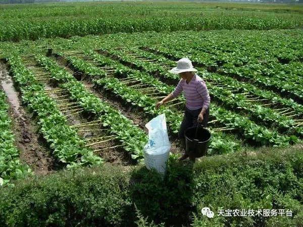 你知道吗 施肥也能引起作物病害